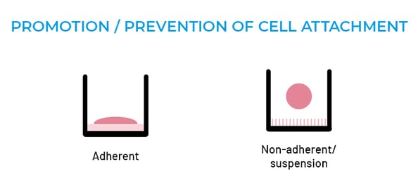 CP02_Microplate Selection_Awareness_Cell attachment